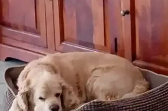 Animaux perdus , photo: Recherche Django, chien perdu
