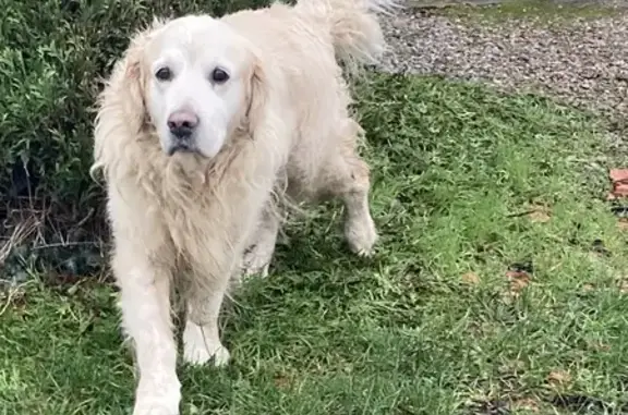 Chien Golden Retriever perdu à Wittes - photo