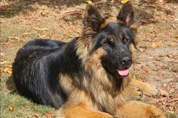 Chien perdu , photo : Chien Berger Allemand perdu à Balazé