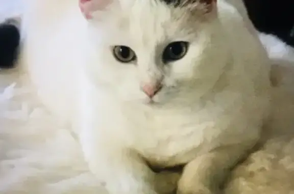 Chat perdu, Conflans-en-Jarnisy, photo: Perdu: Chatte Dolly blanche