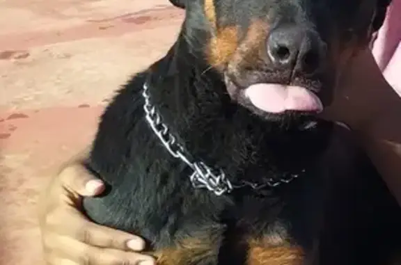 Lost Rottweiler, Silver Chain - Jakaranda St