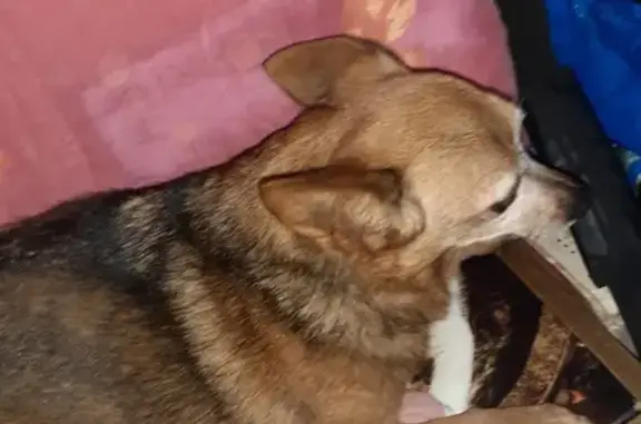 Chiot perdu retrouvé à Kembs - photo