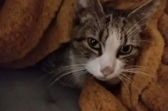 Chaton gris-blanc trouvé à Marseille - photo