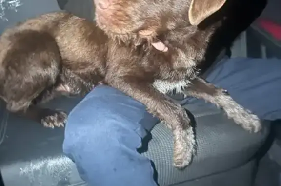 Chien perdu à Salaise récupéré - photo