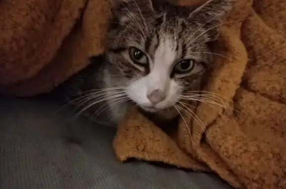 Animaux trouvés Marseille Bompard, photo: Chat maigre tigré perdu - Bon Secours