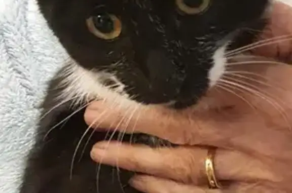 Chat noir et blanc perdu à Mérignac - photo