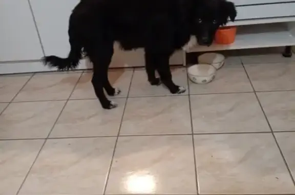 Chien perdu à Saumur retrouvé - photo
