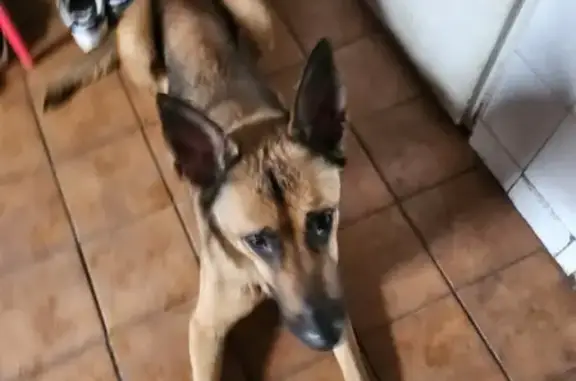 Chienne sociable trouvée à Tarbes - photo
