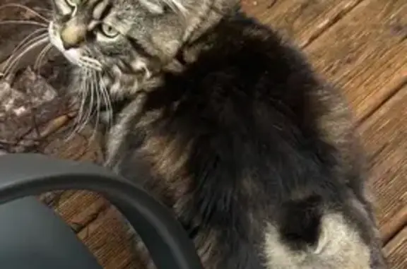Animaux perdus Reims, photo: Chat craintif à queue courte perdu