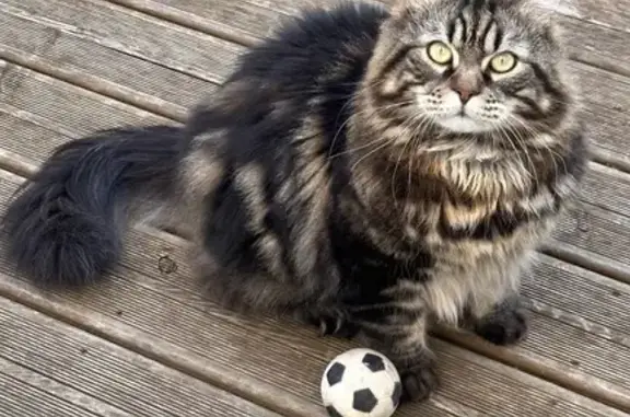 Animaux perdus Reims, photo: Chat géant queue courte perdu à Reims
