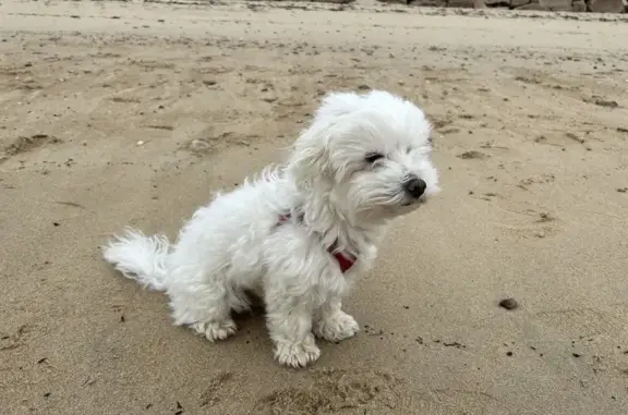 Chien perdu Laval, photo : Chien Bichon Perdu à Laval