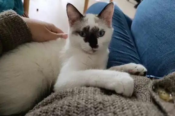 Chat perdu, , photo: Chat blanc fugueur, queue noire