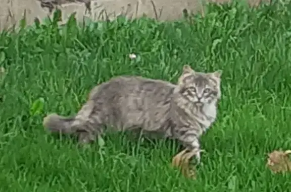 Chat retrouvé à Pré Barallon, 7 - photo