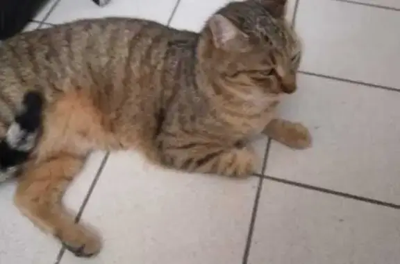 Chat perdu, Die, photo: Urgence: Filou, chat malade perdu à Die