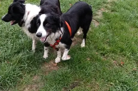 2 Border Collies trouvés à Aubignan - photo