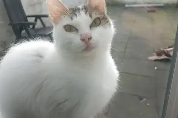 Animaux trouvés Saint-Omer, photo: Chat blanc tigré trouvé à St-Omer