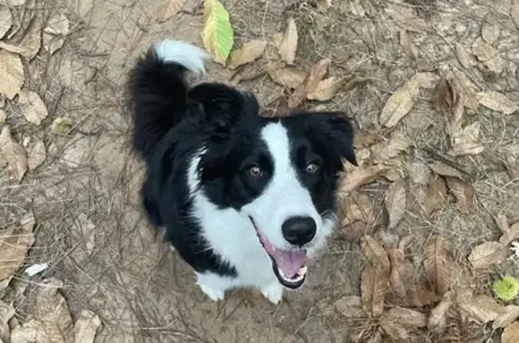 Chien Perdu: Réglisse à Domme - photo