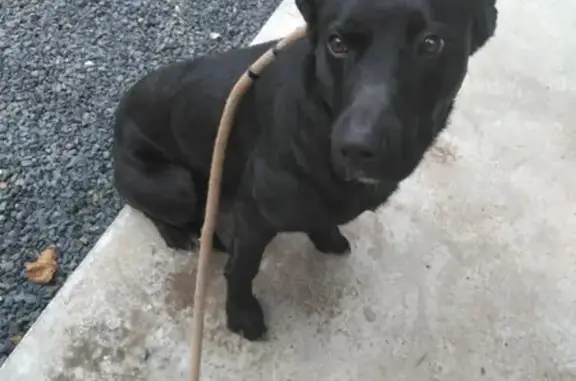 Labrador noir trouvé à Montmartin - photo