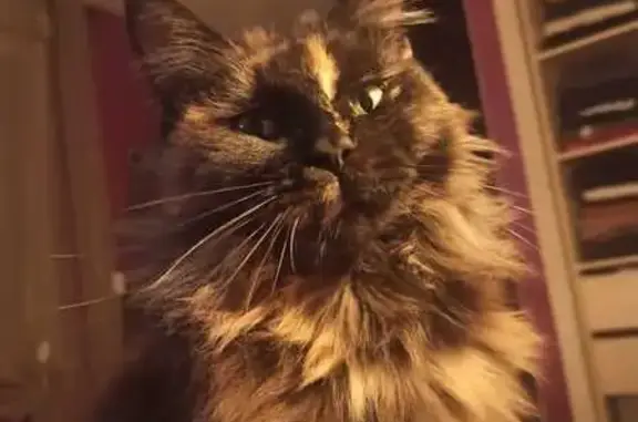 Animaux perdus Anould, photo: Chatte Maincoon brune perdue à Anould