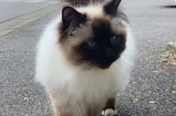 Chat perdu, Mantes-la-Ville, photo: Chat Birman perdu, Mantes-la-Ville