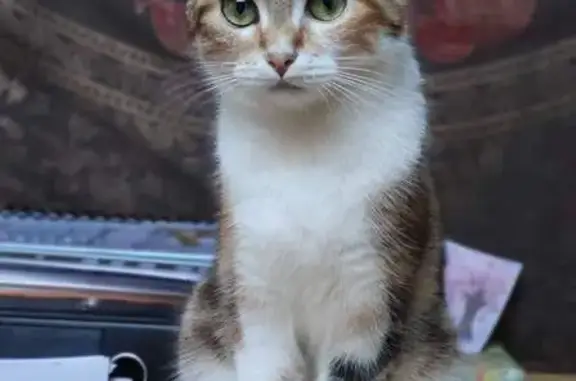 Animaux perdus Toulouse, photo: Avis de recherche: Pipou