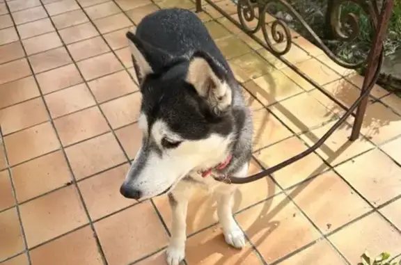 Husky femelle trouvée à Châteaubourg - photo