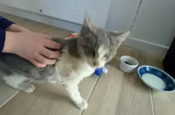 Chaton gris blessé trouvé - photo