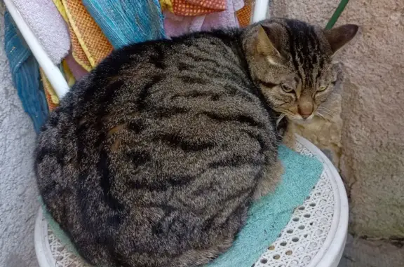 Chat européen trouvé à Tours - photo