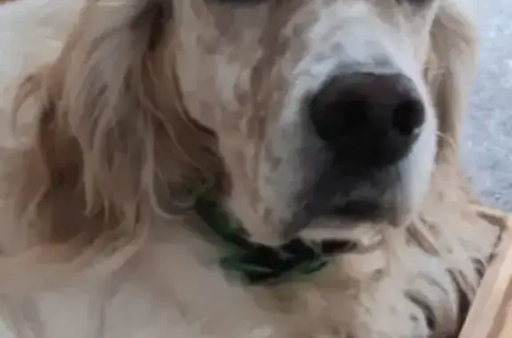 Animaux perdus , photo: Opale, Setter Anglais Perdu