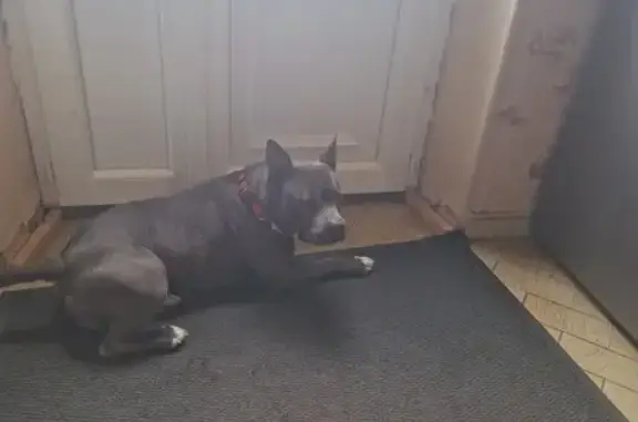 Staffie gris perdu à Reignac - photo