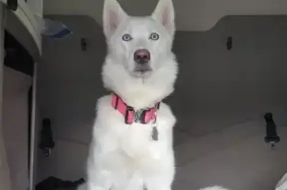Lost White Dog Bella - Pink Collar & Blue Eyes!