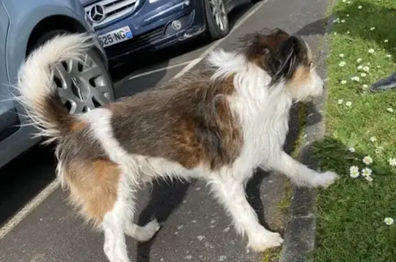 Chien perdu près du collège - photo