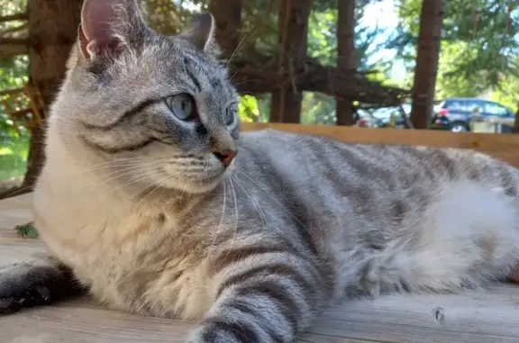 Chat perdu, Jonquières-Saint-Vincent, photo: Chat Gsbin disparu à Jonquières