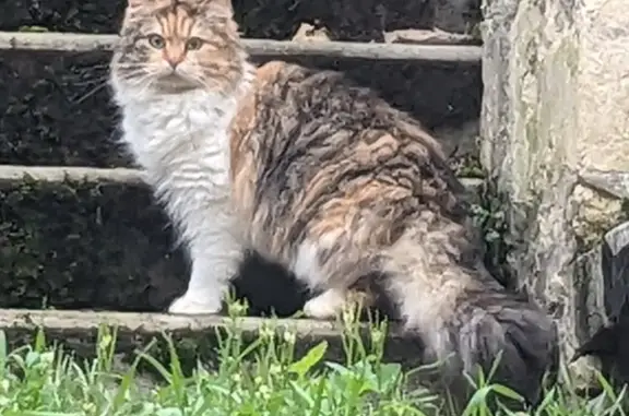 Chat long perdu à Caen - photo