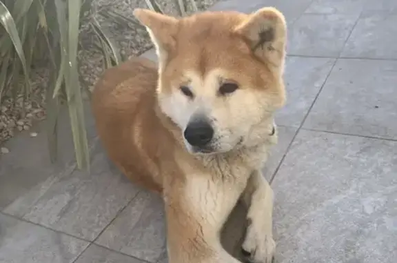 Chien trouvé à St-Mars-du-Désert - photo