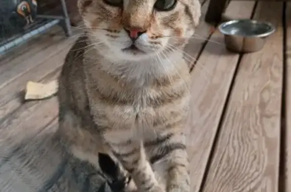 Chat tigré trouvé à Montpellier - photo