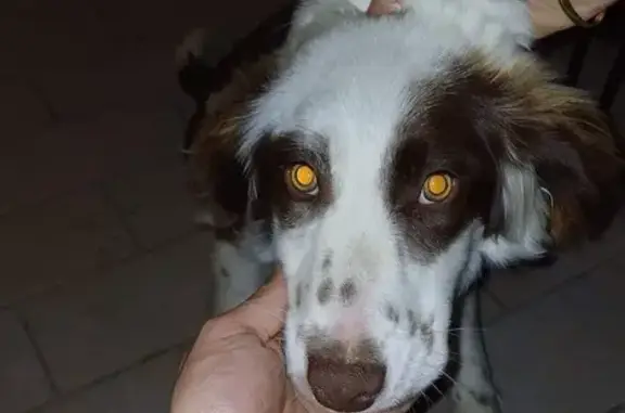 Chiot trouvé près de Beaumont - photo