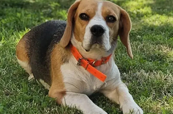 Chien perdu , photo : Plume, Beagle perdue, collier
