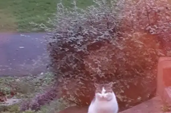 Animaux trouvés Liffré, photo: Chat retrouvé à La Lande Ragot