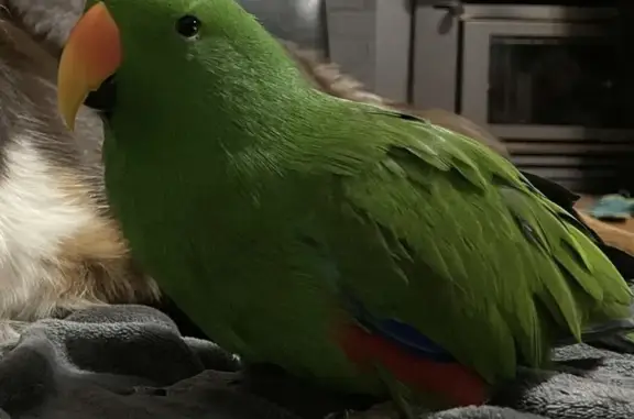 Missing Eclectus Parrot: Call for Charlie!