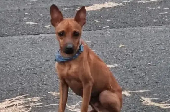 Chien Spitz Marron Perdu - photo