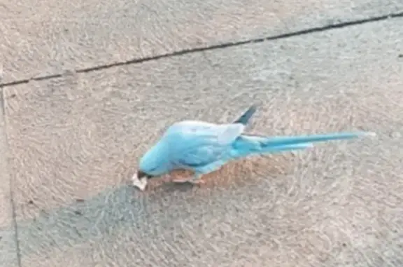 Found! Blue Parrot on Kulin Dr...