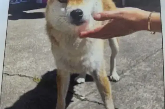 Lost Shiba Inu: Help Find Our Family Dog!