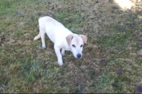 Chien perdu , photo : Chien perdu: Jack Russel âgé