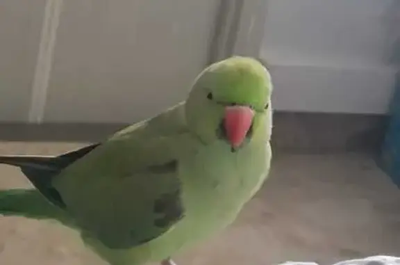 Missing Green Indian Ringneck | Call 85301674