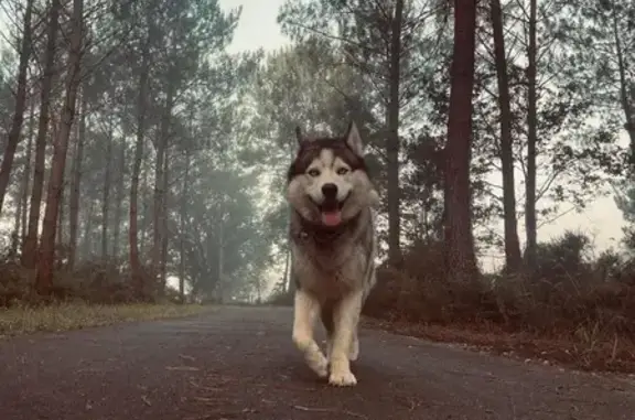 Animaux perdus Nouvelle-Aquitaine, photo: Chien Husky Oslo Perdu