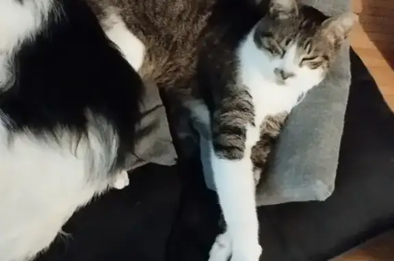 Chat perdu, , photo: Chat Karma perdu à Oyeu