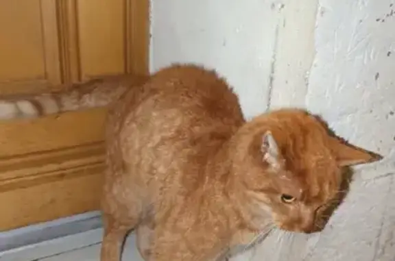 Chat roux trouvé, blessé et maigre - photo