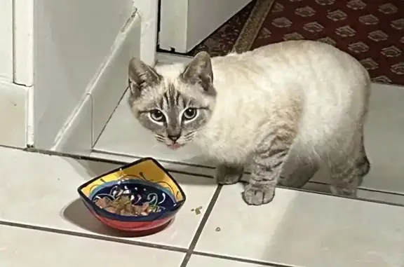 Chat perdu, Selles-sur-Cher, photo: Chatte croisée perdue à Selles