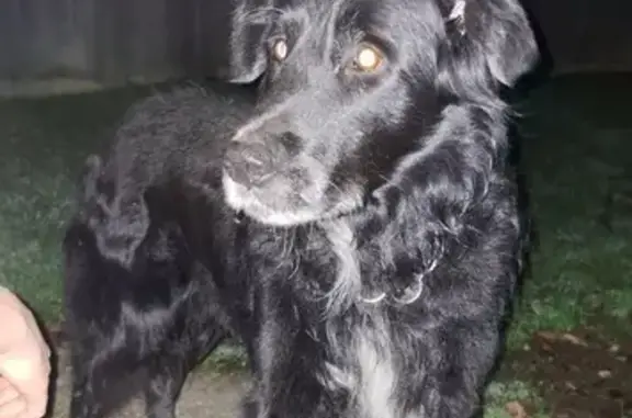 Chien trouvé Bohain-en-Vermandois, photo: Chien noir sociable trouvé à Bohain